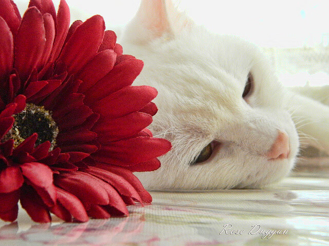 塔图姆状态火热，森林狼制霸吉林队，一场跨越地域的篮球对话